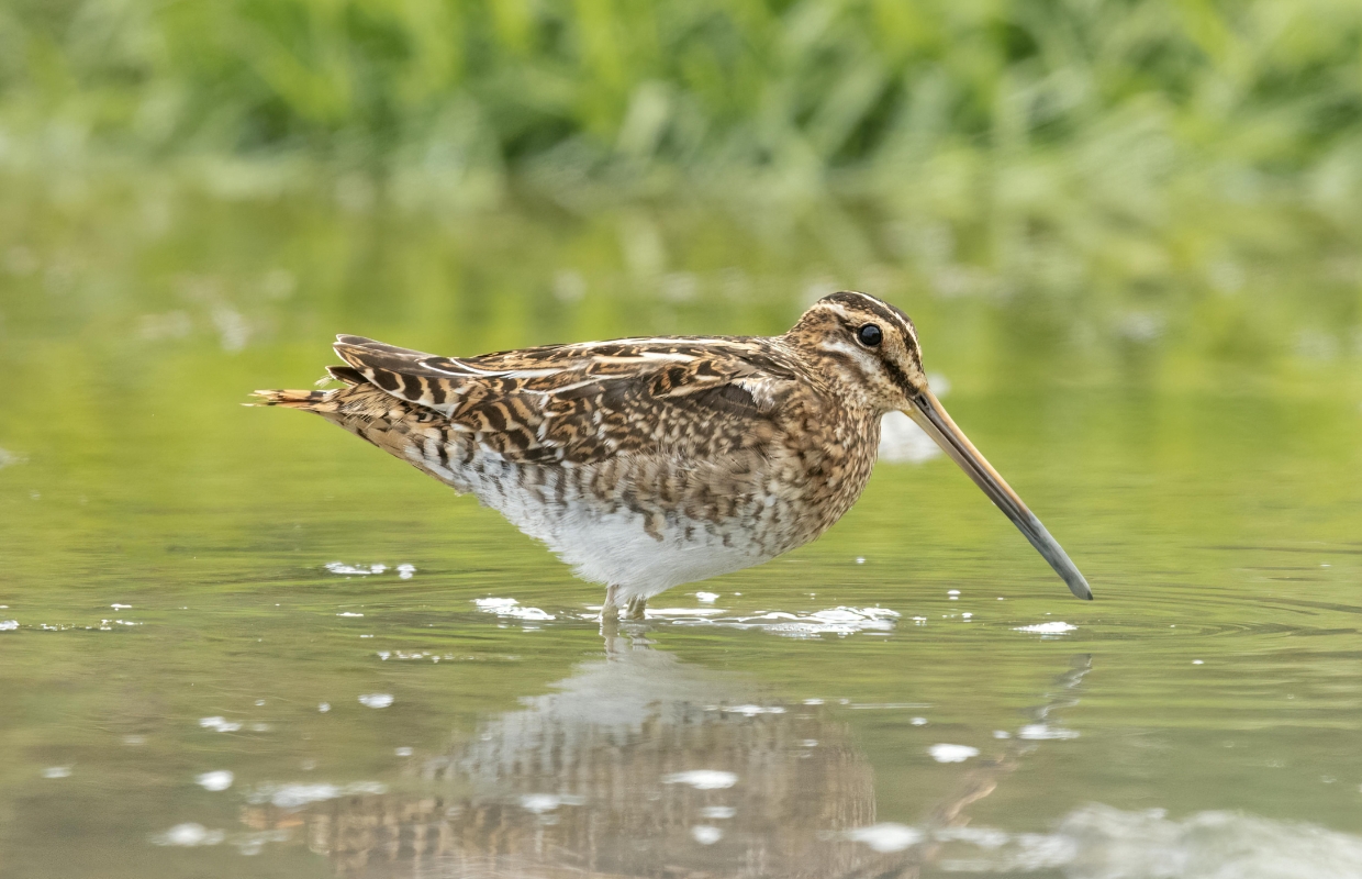 Met deze 4 apps kun je snel vogels herkennen