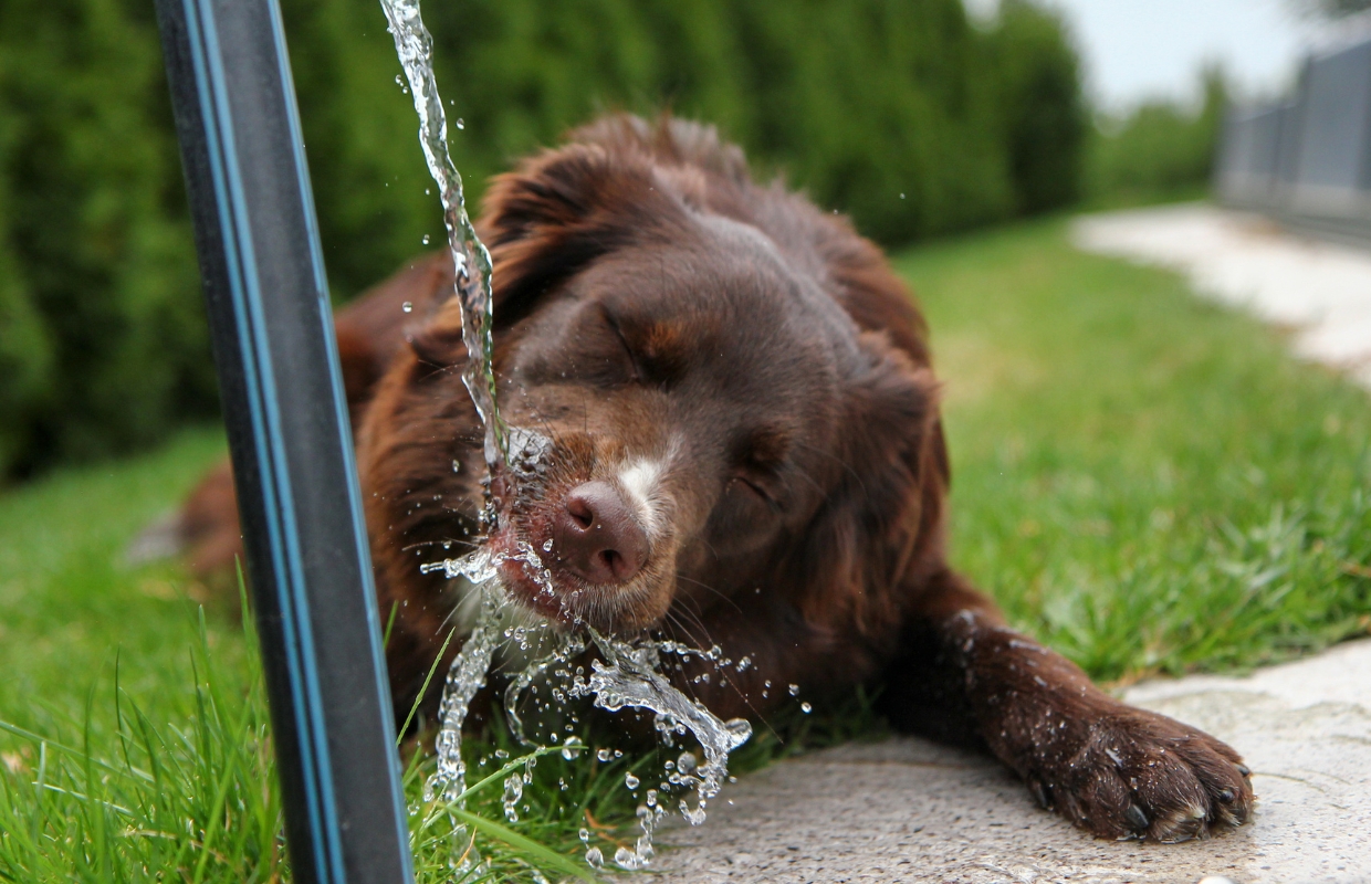Deze apps helpen je meer water te drinken