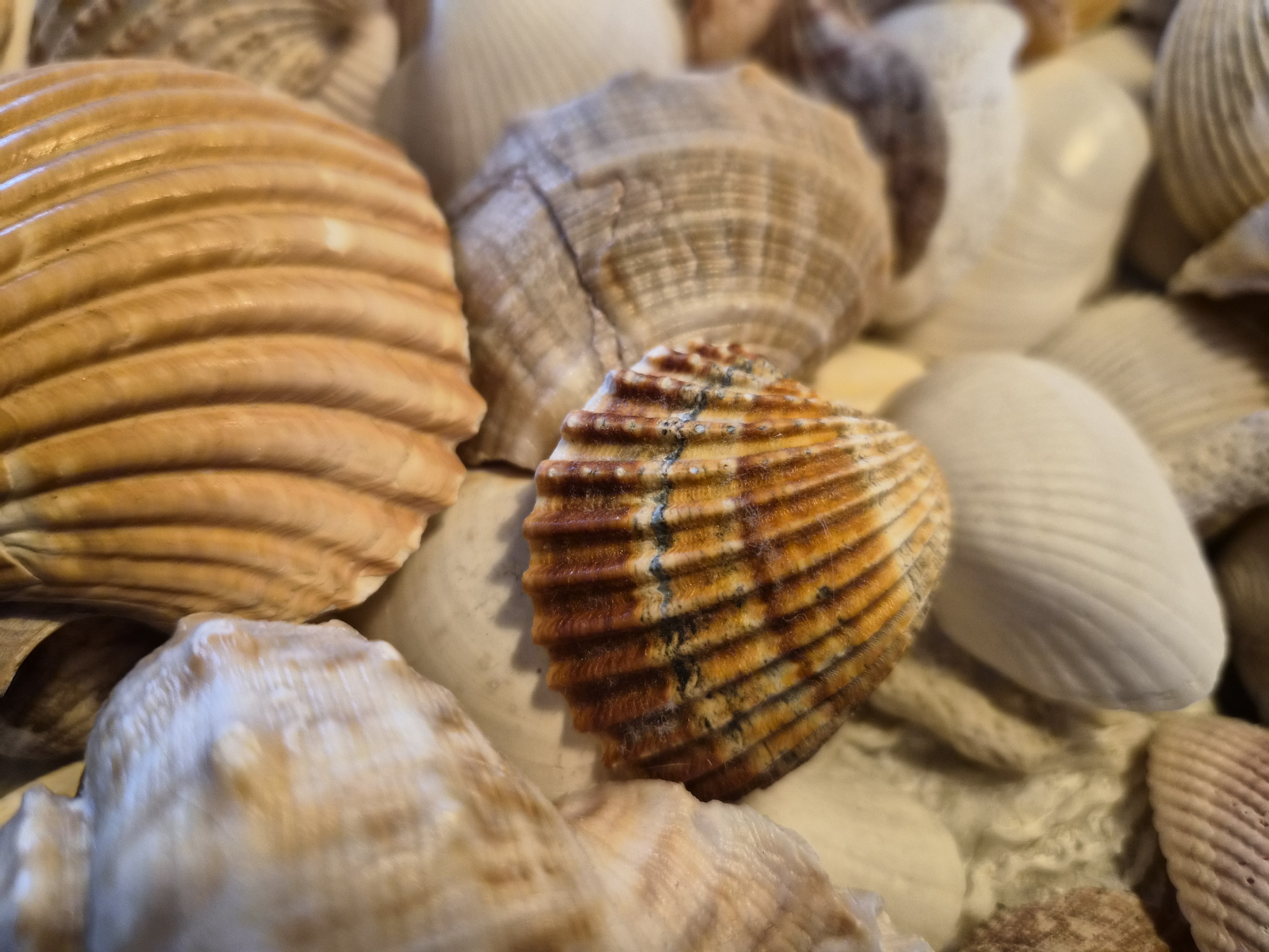 galaxy z flip 7 schelpen