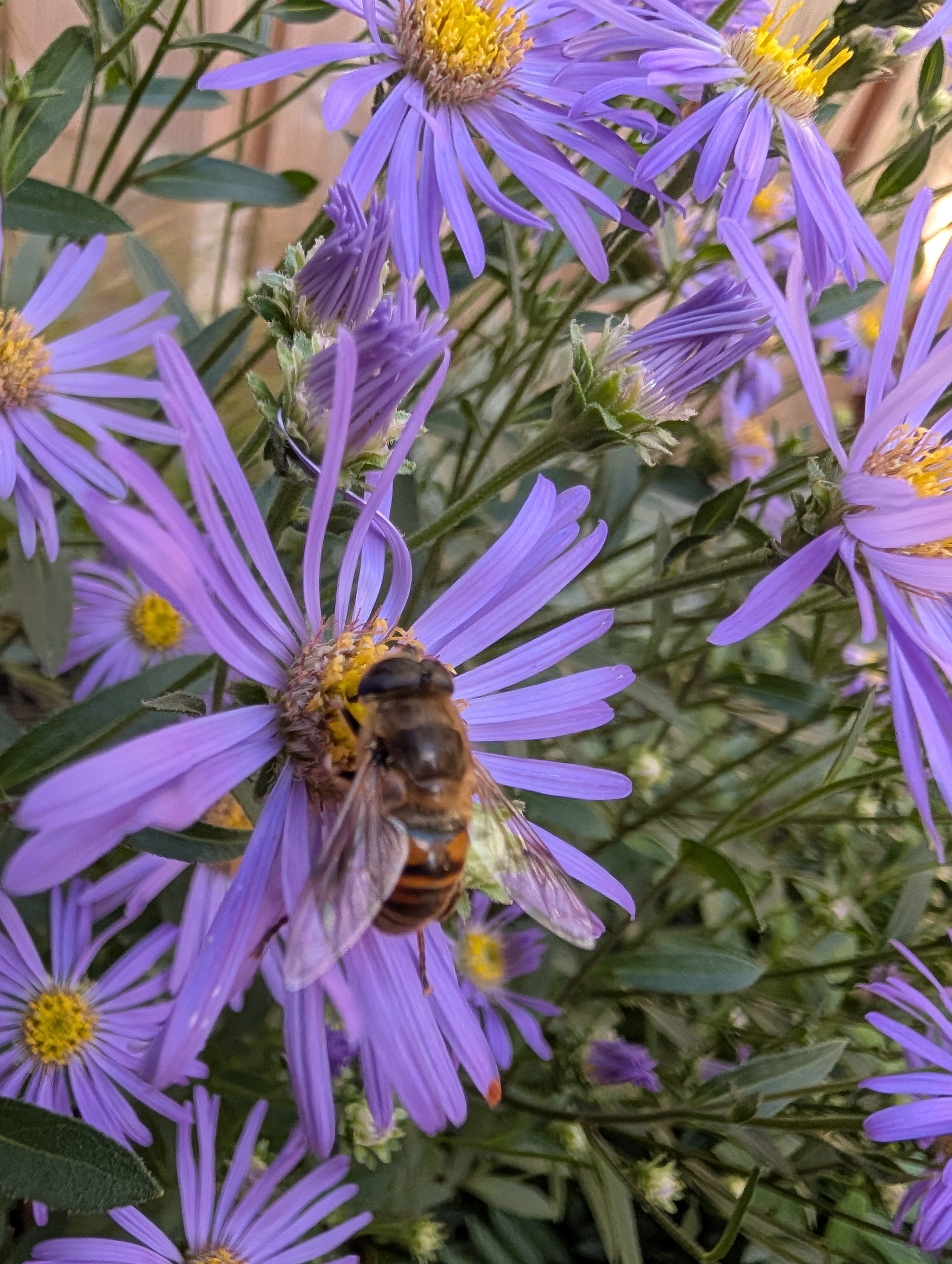 Google Pixel 10 Pro XL macro bij