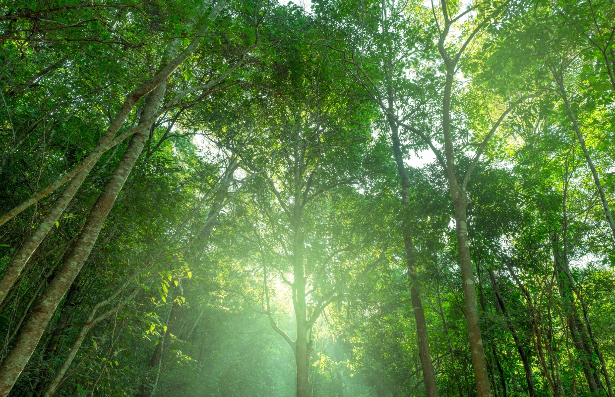 Deze nieuwe Google Doodles zijn kleine, mooie biologielessen