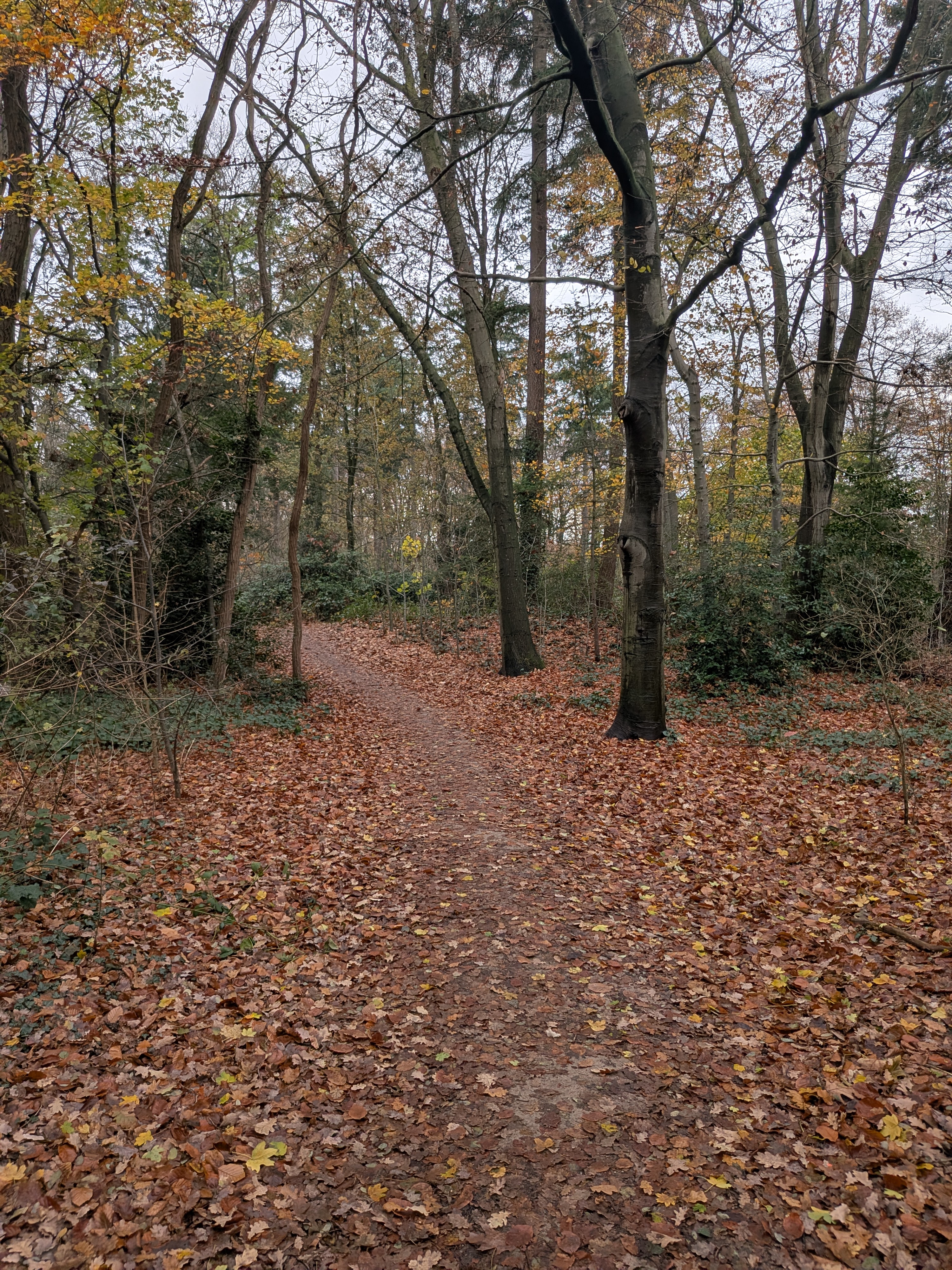 Pixel 9 in het bos