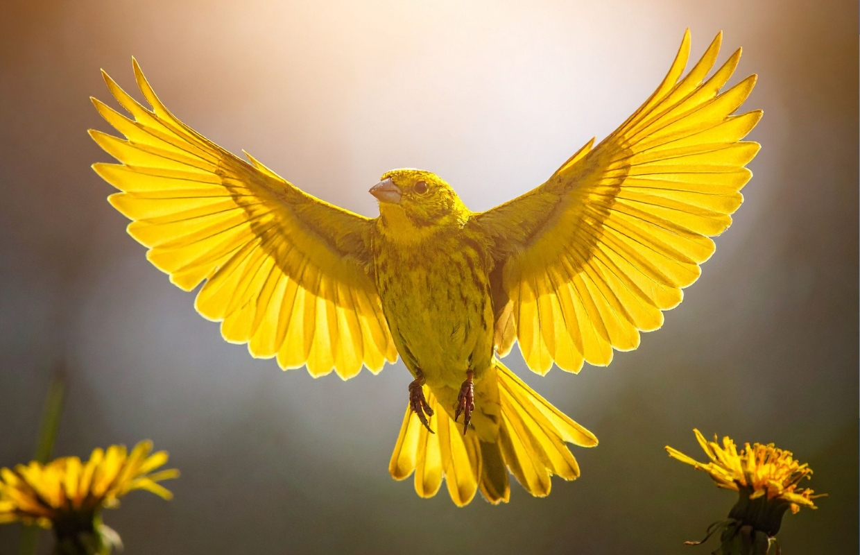 Android Canary 2603 komt met kleine veranderingen