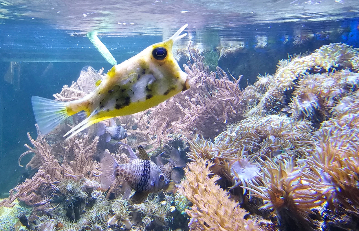 Verrassing: Samsung Galaxy S25 Ultra krijgt onderwatermodus (UPDATE)