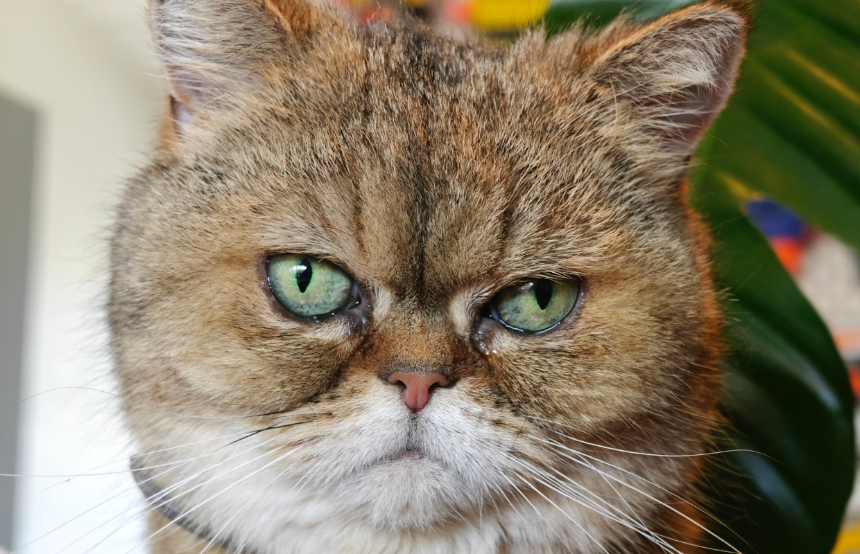 Dreame lanceert 5 smarthomegadgets speciaal voor je kat